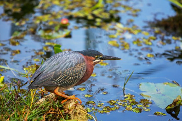 heron-vert