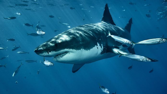 libre-requin-nageant-aux-cotes-autres-poissons-dans-ocean